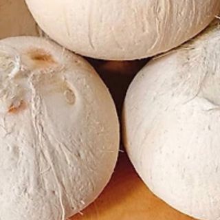 DỪA TRỌC NGỌT giá sỉ