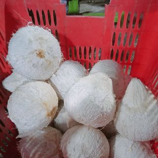 DỪA TRỌC NGỌT