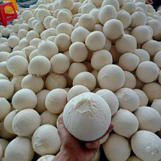DỪA TRỌC NGỌT