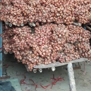 Hành ta Kinh Môn Hải Dương