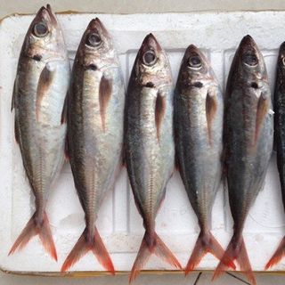 Cá nục đuôi đỏ size 200g - 300gr