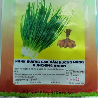 Hạt giống Hành hương giá sỉ