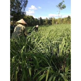 Nước lau nhà từ thiên nhiên