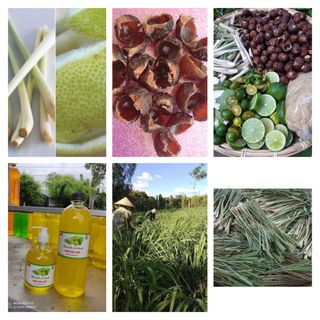 Nước lau nhà từ thiên nhiên