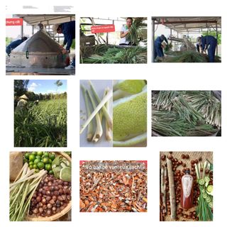 Nước lau nhà từ thiên nhiên