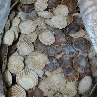 SÒ AOMORI NGUYÊN CON ( 20-24con/kg)