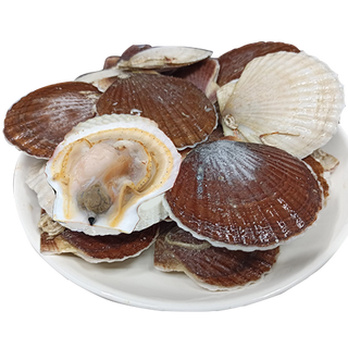SÒ AOMORI NGUYÊN CON ( 20-24con/kg)