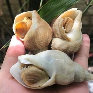 ỐC BULOT NORMANDY PHÁP - SẠCH CÁT ( 15-30 con/kg )