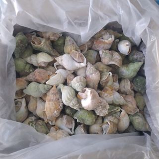 ỐC BULOT NORMANDY PHÁP - SẠCH CÁT ( 15-30 con/kg )