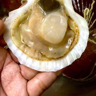 SÒ AOMORI NGUYÊN CON ( 20-24con/kg)