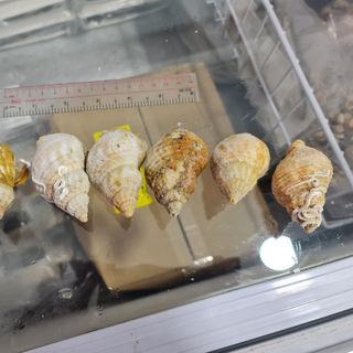 ỐC BULOT NORMANDY PHÁP - SẠCH CÁT ( 30-50 con/kg )