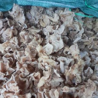 Mộc nhĩ trắng