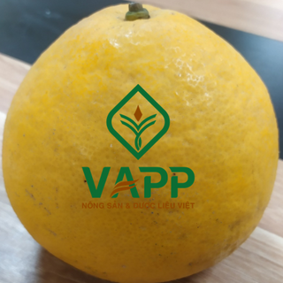 Bưởi Diễn - VAPP