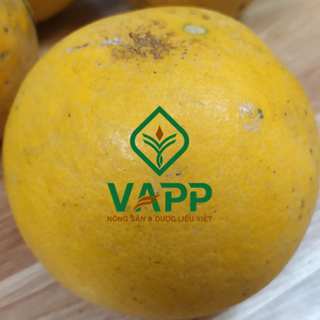 Bưởi Diễn - VAPP