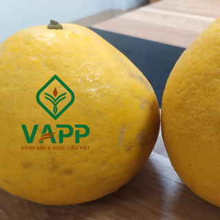 Bưởi Diễn - VAPP
