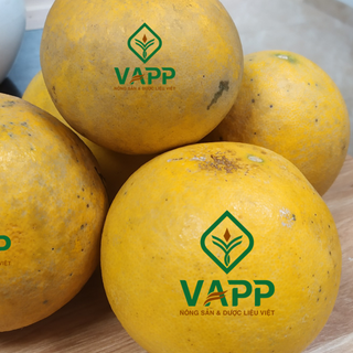 Bưởi Diễn - VAPP
