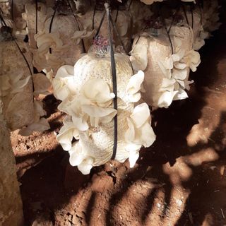 Mộc nhĩ trắng