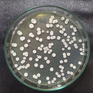 Bacillus subtilis - Nguyên liệu vi sinh đơn dòng giá sỉ