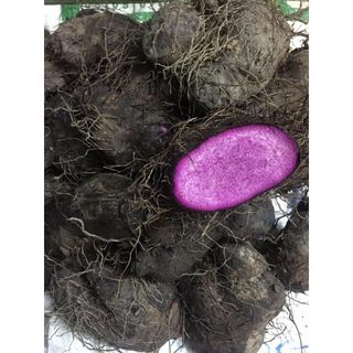 Khoai mỡ tím (khoai ngọt) 10kg