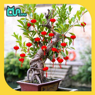 Set 30 lồng đèn trang trí tết
