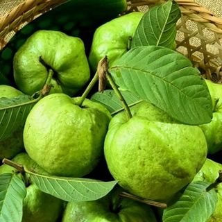 Ổi nữ hoàng