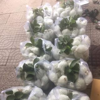 Ổi Đài Loan