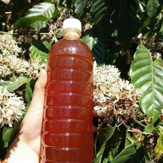 Mật ong Hoa cà phê đắk lắk