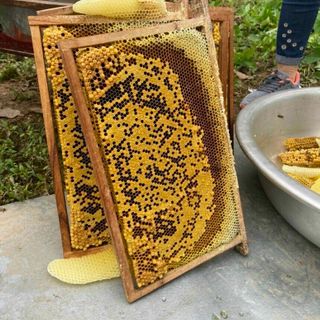 Mật ong Hoa cà phê đắk lắk