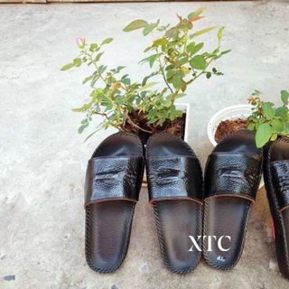 DÉP CÁ SẤU
