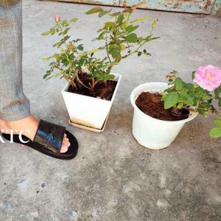DÉP CÁ SẤU