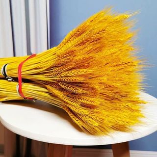 Hoa Lúa Mạch 1 bó 100 cành