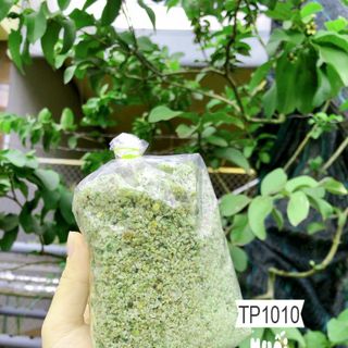 Muối Ớt Xanh Tây Ninh (Bọc 500gr)