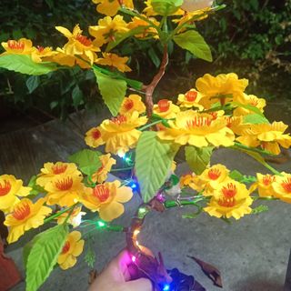 Cây mai chưng Tết có đèn
