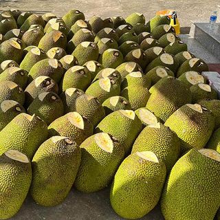 Mít thái lục sũy thành