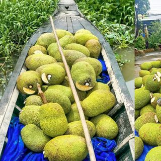 Mít thái lục sũy thành
