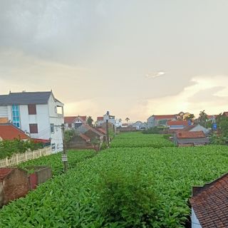 Tinh bột nghệ nguyên chất. Điều trị viêm loét dạ dày và làm đẹp hiệu quả.