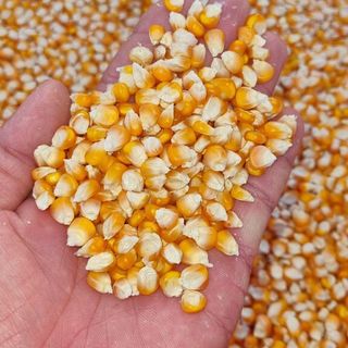 Bắp hạt khô (Làm thức ăn chăn nuôi) giá sỉ