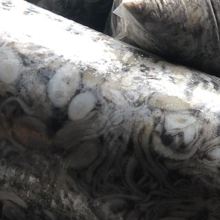 Mực tuộc cái