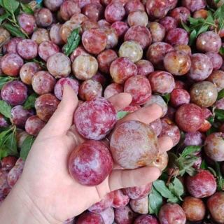 MẬN HẬU - TRÁI MÙA