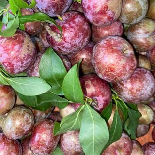 MẬN HẬU - TRÁI MÙA