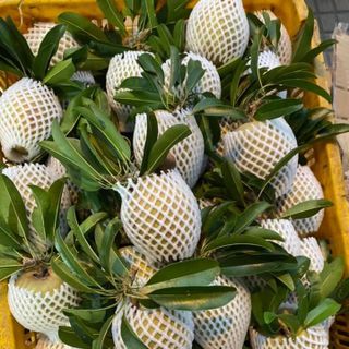 HỒNG XIÊM VÍP