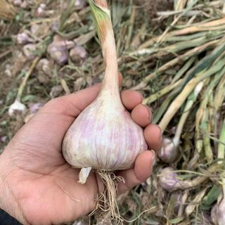 Hành tỏi Hải dương