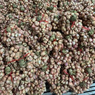 Hành tỏi khô Hải dương
