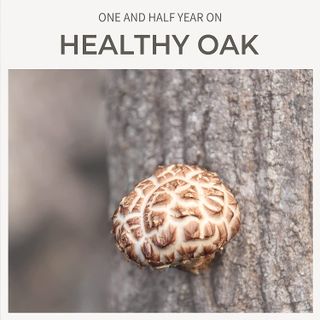 Nấm Hương Shiitake Sấy Khô Nhập Khẩu Từ Hàn Quốc Gói 80g – Dried Shiitake Mushroom