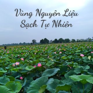 TRÀ LÁ SEN - HỒNG SÂM LIÊN HOA CHI