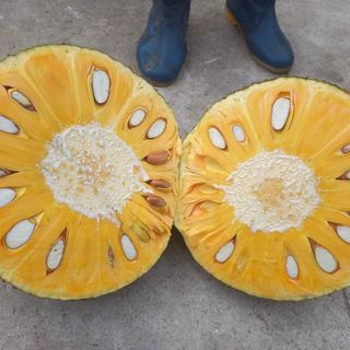 Mít thái ngon ngọt, trồng hữu cơ, không bị sơ đen. Mít tươi từ nông trại thuận thiên