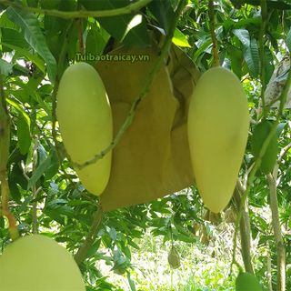 Địa chỉ sản xuất túi bao trái cây giá rẻ