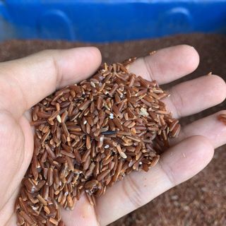 GẠO LỨT ĐỎ (XAY MỚI TẠI XƯỞNG)