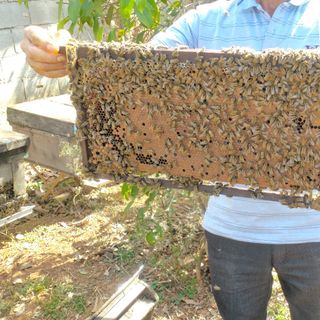 MẬT ONG CÀ PHÊ