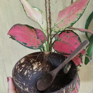 Bát gáo dừa